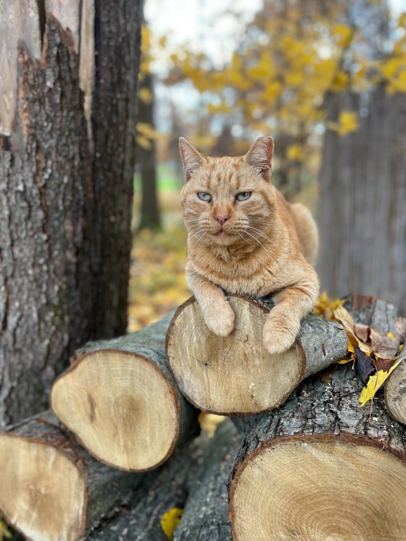 Photo of a cat on a log